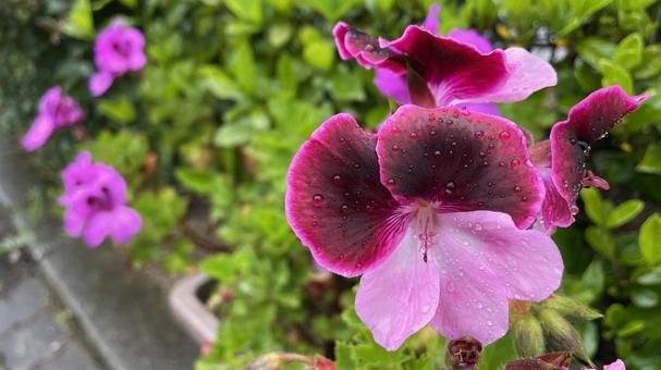 赤紫の花 赤紫の花の写真