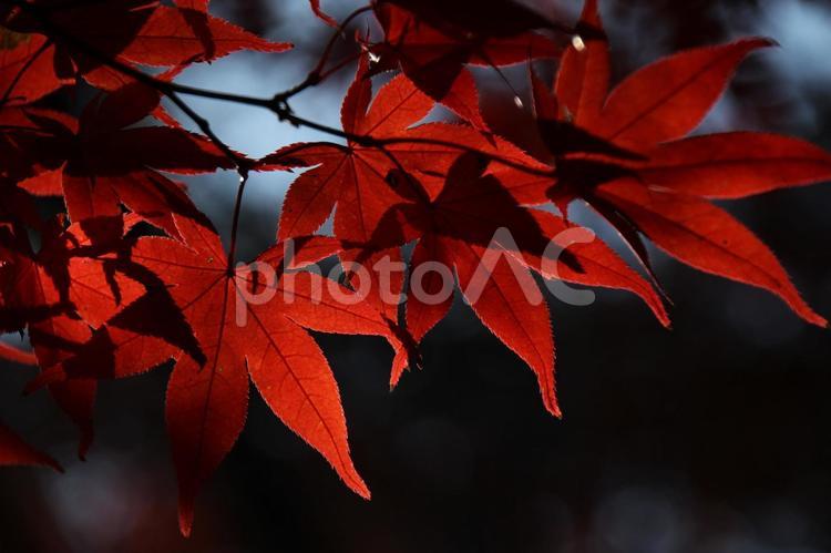 日本の真っ赤な美しい紅葉 もみじ,赤,紅の写真素材