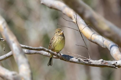 A spring forest with a Japanese bush warbler perched on a branch, aoji, bird, wild bird, JPG