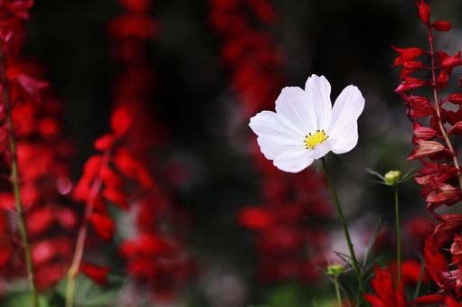 Cosmos and salvia flowers, JPG