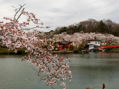桜 桜,春,入学の写真素材