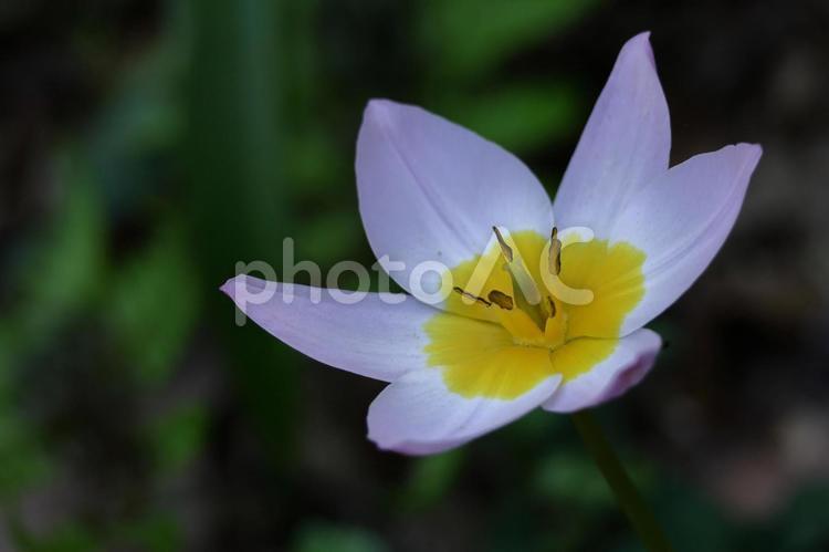 色とりどりに咲き誇る赤白黄色 チューリップ,花,ユリ科の植物の写真素材