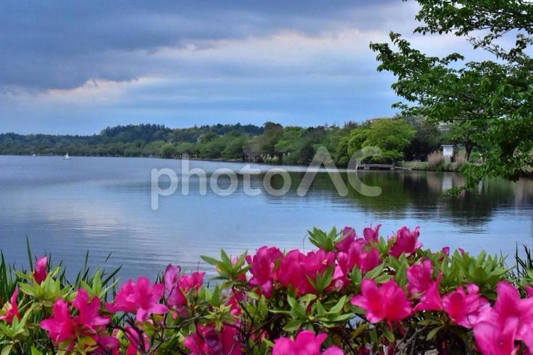 花がある風景 自然,植物,ピンクの写真素材