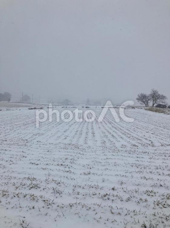 信州の雪景色 雪景色,長野県,信州の写真素材