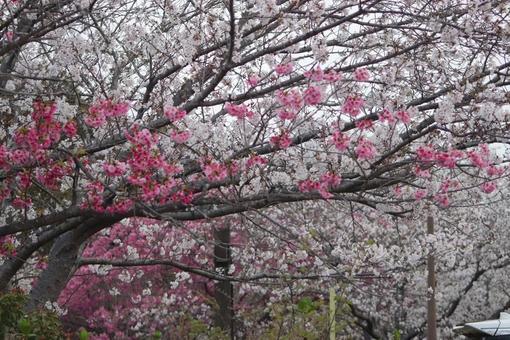 桜 桜の写真