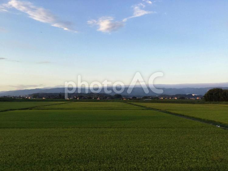 夕暮れ時の田んぼ 茨城県,田舎,田んぼの写真素材