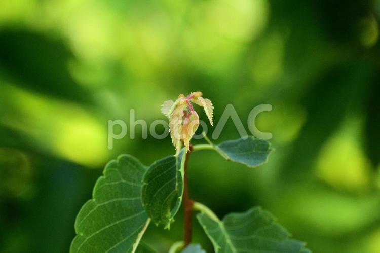 ケヤキの新芽、マクロ撮影 かわいい,きれい,アップの写真素材