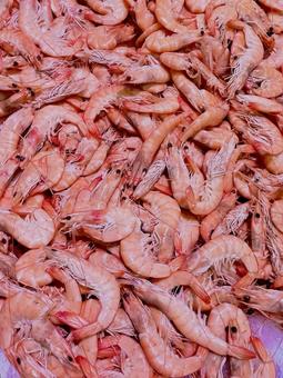 エビ エビ 海老,魚介類,甲殻類の写真素材