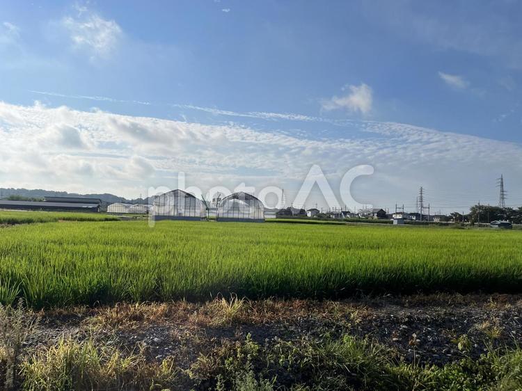 田舎の風景 稲穂,青空,田舎の写真素材