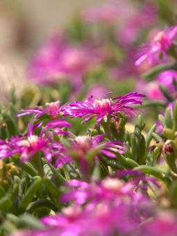 夏に咲く花 夏に咲く花の写真