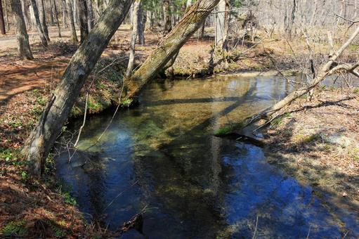 春の小川 水域,木材,川の写真素材