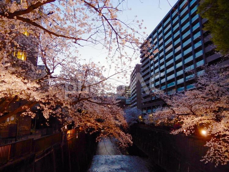 東京・石神井川の夜桜のライトアップ 夜桜,石神井川,桜の写真素材