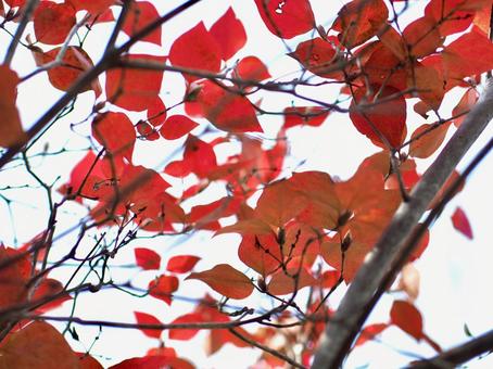 紅葉の写真