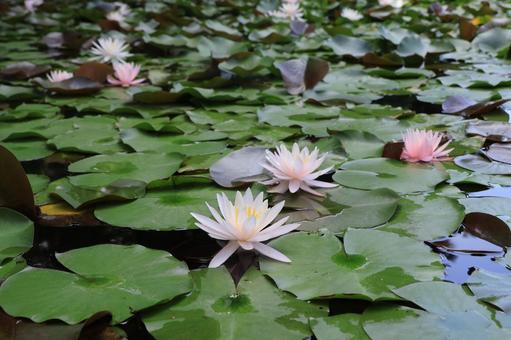 Water lily flowers blooming in a pond, JPG