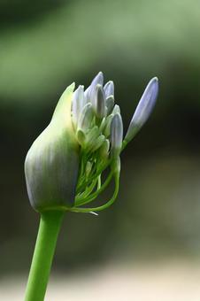 Photo, agapanthus, purple clam, murasaki kunsiran, 
