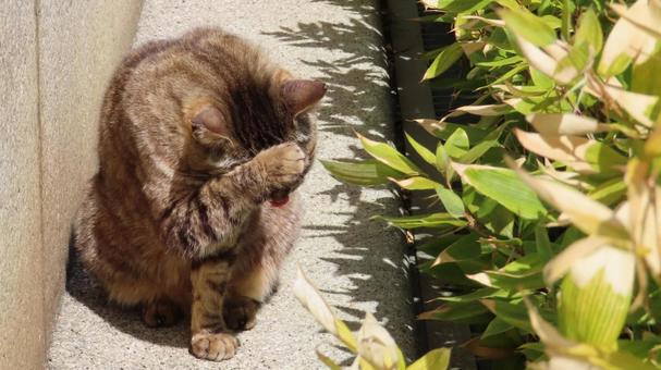 日向ぼっこと毛繕いが日課のもふもふな猫様 日向ぼっこと毛繕いが日課のもふもふな猫様 猫,キジトラ,毛繕いの写真素材
