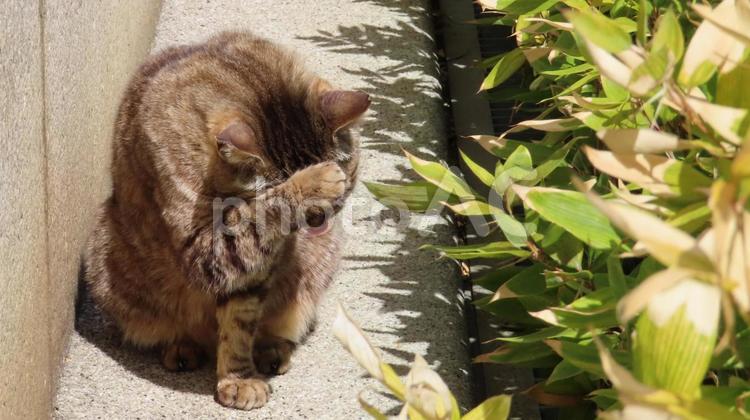 日向ぼっこと毛繕いが日課のもふもふな猫様 猫,キジトラ,毛繕いの写真素材