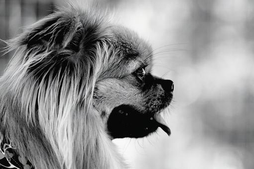 Photo, dog, mixed dog, mix, 