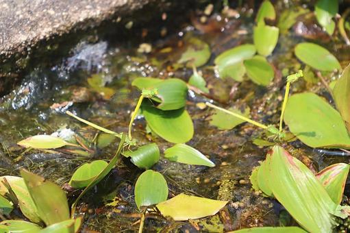 Photo, key dragonfly, dragonfly, ittombo, 