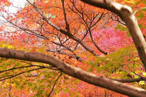 紅葉の写真