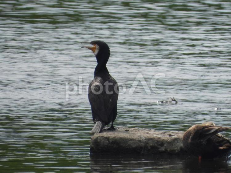 近所の小川で撮ったカワウ 野鳥,川辺,水鳥の写真素材
