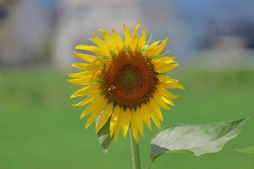 ひまわり ひまわり,畑,向日葵の写真素材