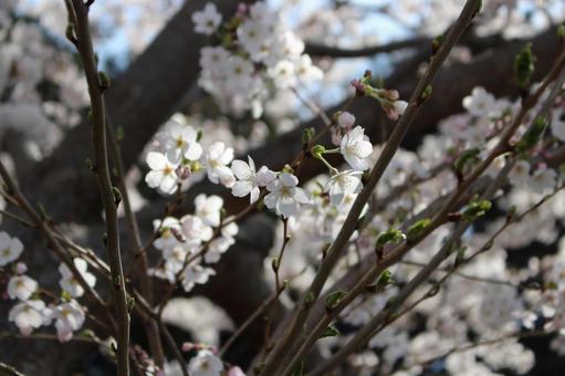 満開の桜 満開の桜の写真