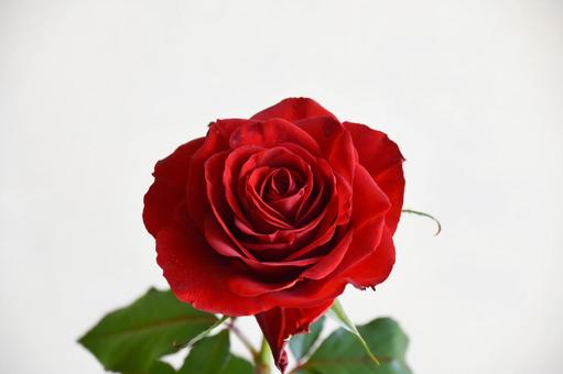 赤いばら バラ,ばら,赤の写真素材