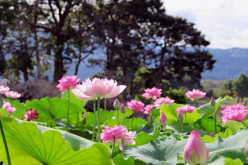 蓮の花 蓮の花の写真