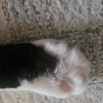 ハチワレ姉猫の猫小さな肉球 ハチワレ姉猫の猫小さな肉球の写真
