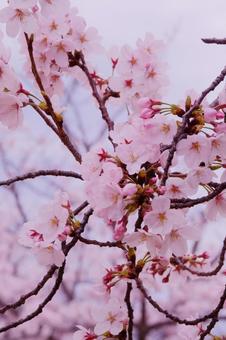 薄ピンクのさくら 薄ピンクのさくら さくら,春,サクラの写真素材
