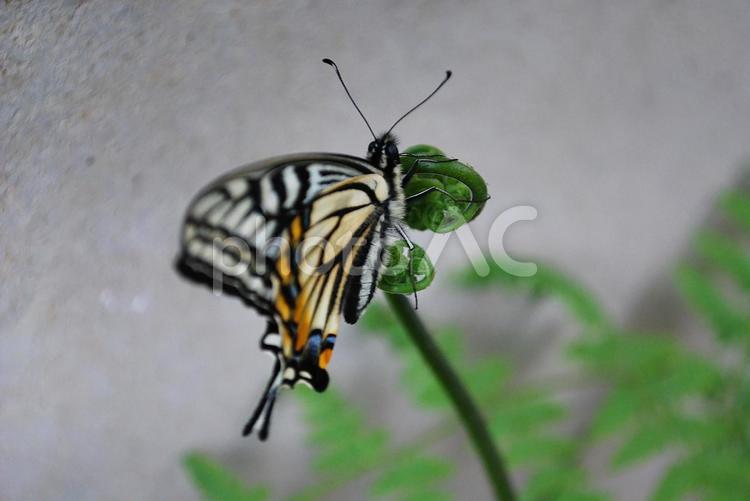 わらびにつかまるアゲハ蝶アップ 蝶,緑,アゲハの写真素材