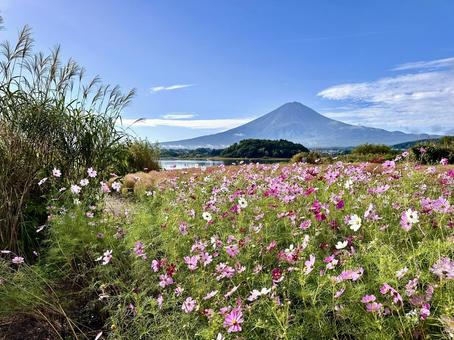 秋の青空に映えるコスモスと富士山 秋の青空に映えるコスモスと富士山 富士山,コスモス,秋桜の写真素材