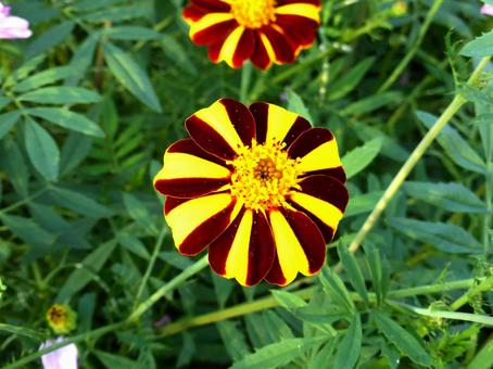 花壇に咲く独特な配色のマリーゴールド マリーゴールド,花,植物の写真素材
