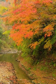 養老渓谷 養老渓谷,筒森もみじ谷,紅葉の写真素材