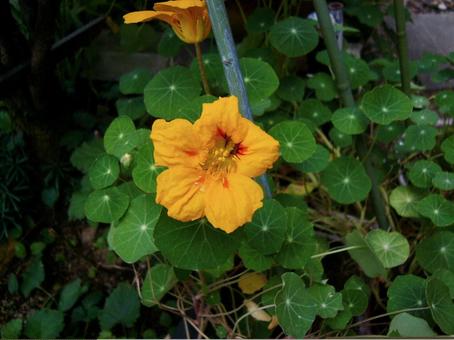 金蓮花 イエロー1 金蓮花 イエロー1 黄色の花,金蓮花,ナスタチウムの写真素材