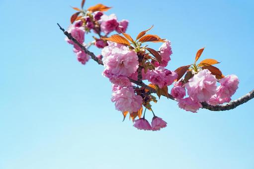 ボタンザクラとも呼ばれる八重桜 ボタンザクラとも呼ばれる八重桜の写真