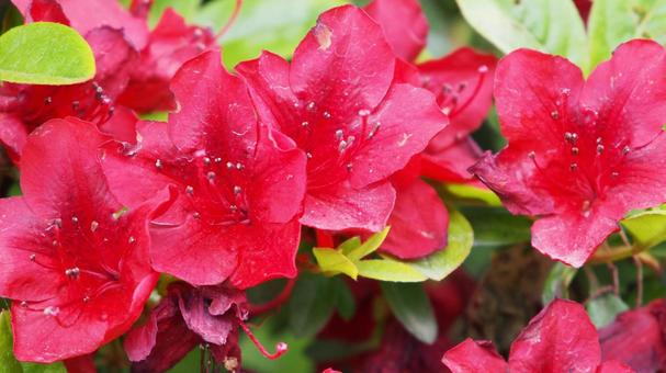 花 花の写真