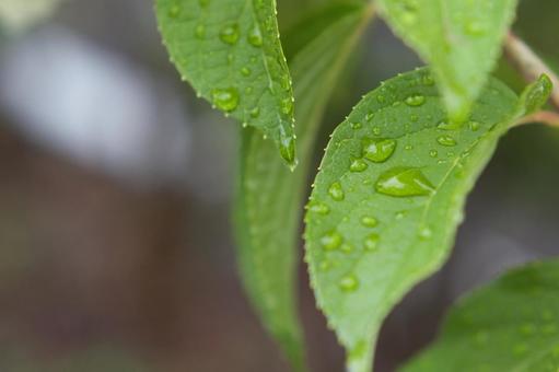 雨上がりに水滴の付いた葉 雨上がりに水滴の付いた葉の写真