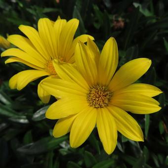 ガザニア ガザニア,花,花びらの写真素材