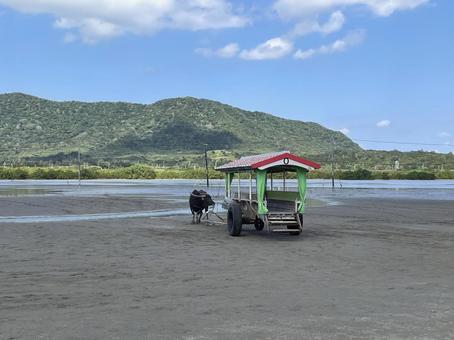 水牛車と青空の観光風景 水牛車と青空の観光風景 水牛,水牛車,牛車の写真素材