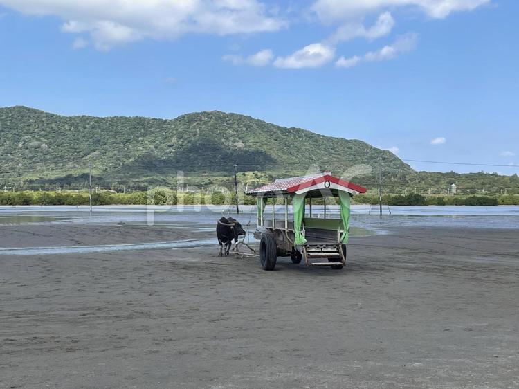 水牛車と青空の観光風景 水牛,水牛車,牛車の写真素材