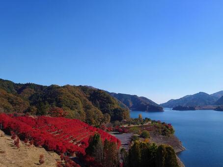 宮ケ瀬湖の紅葉と湖　神奈川県 湖,紅葉,秋の写真素材