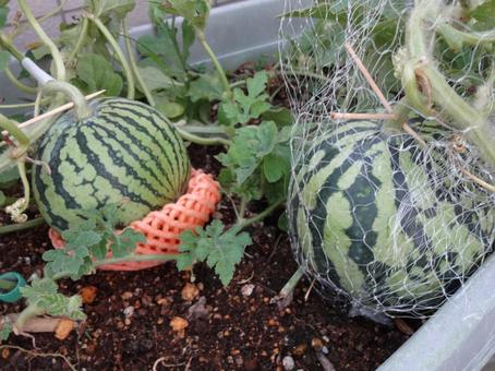 ベランダ菜園 スイカ ベランダ菜園 スイカ スイカ,すいか,果物の写真素材