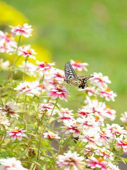 Swallowtail butterfly and flower, JPG