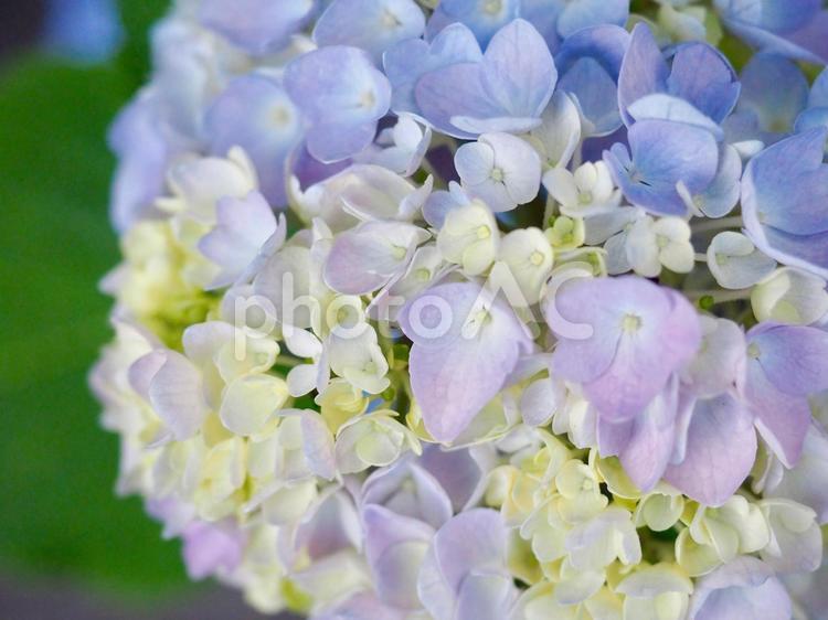 梅雨に咲く色とりどりの紫陽花〜その３ 紫陽花,梅雨,季節の写真素材