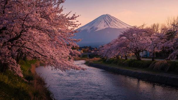 富士山と夕暮れ桜 富士山と夕暮れ桜の写真