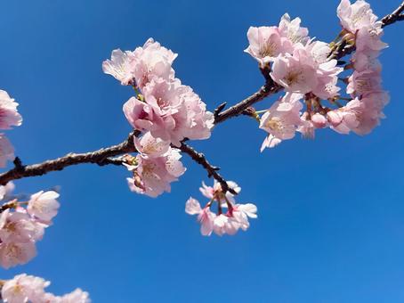 桜と青空の写真