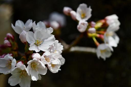 桜の花の写真