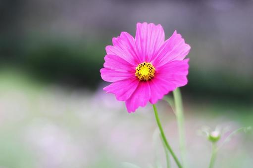 コスモスの花のある風景 コスモスの花のある風景 花,コスモス,秋の写真素材